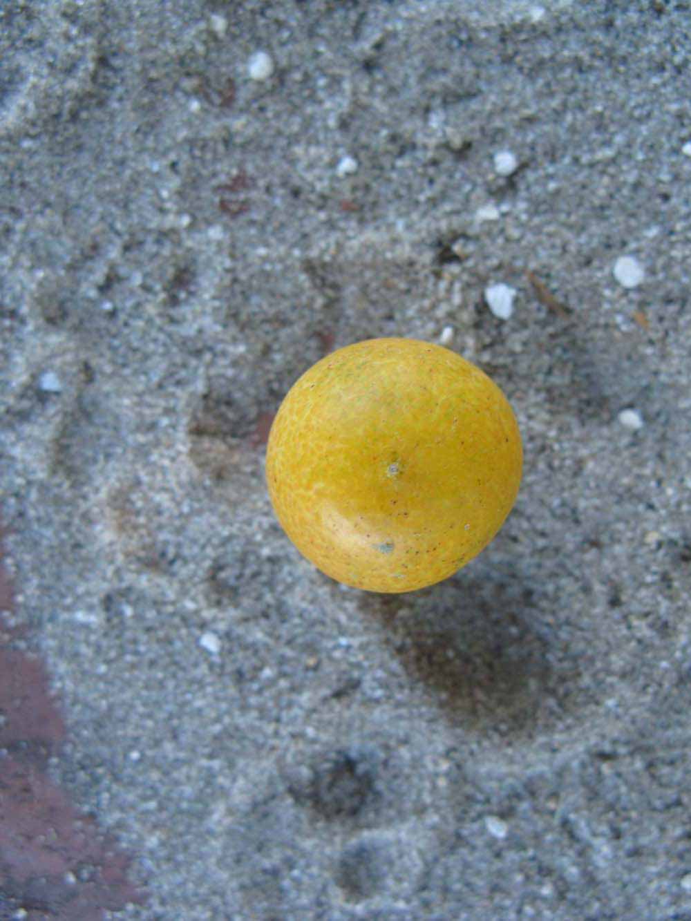              Fruit (Winter Haven, FL)       